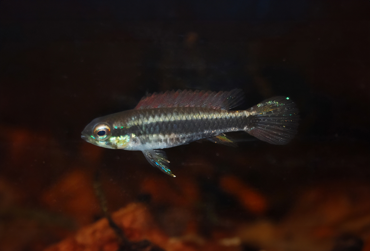 Foto på fisken Taeniacara candidi