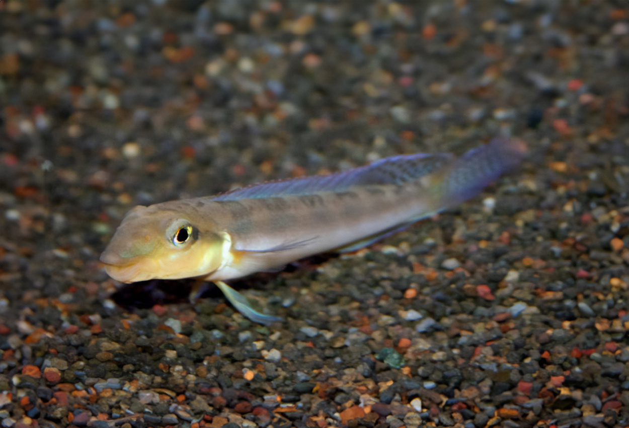 Xingu teleocichla