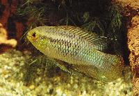 <i>Laetacara curviceps</i>