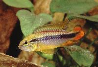 <i>Apistogramma agassizii</i>