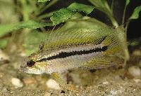 <i>Apistogramma bitaeniata</i>