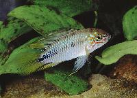 <i>Apistogramma borelli</i>