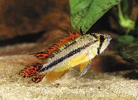 <i>Apistogramma cacatuoides</i>