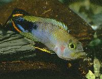 <i>Apistogramma panduro</i>