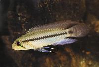 <i>Apistogramma pertensis</i>