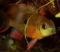 <i>Mikrogeophagus altispinosus</i>