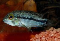 <i>Apistogramma inconspicua</i>