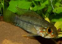 <i>Apistogramma inconspicua</i>