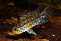 <i>Apistogramma allpahuayo</i>