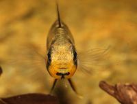 <i>Apistogramma allpahuayo</i>