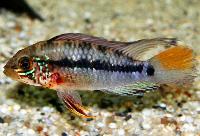 <i>Apistogramma cinilabra</i>