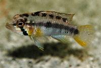 A177, Huascars/sunrise/sunpin apistogramma