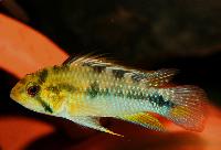 <i>Apistogramma rositae</i>