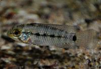 <i>Apistogramma resticulosa</i>