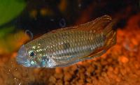 <i>Apistogramma mendezi</i>