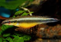 <i>Crenicichla notophthalmus</i>