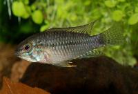 <i>Apistogramma commbrae</i>