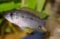 <i>Apistogramma commbrae</i>