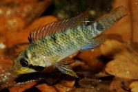 <i>Apistogramma hippolytae</i>