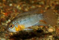 <i>Apistogramma linkei</i>