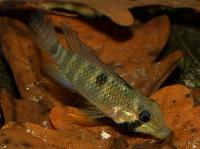 <i>Apistogramma hippolytae</i>