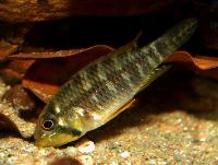 <i>Apistogramma hippolytae</i>