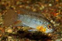 <i>Apistogramma linkei</i>