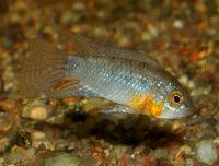 <i>Apistogramma linkei</i>