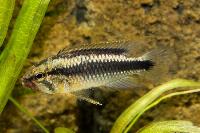 <i>Apistogramma</i> sp. 'Wilhelmi'