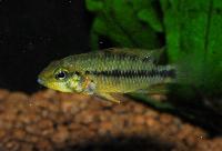 <i>Apistogramma alacrina</i>