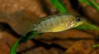 <i>Apistogramma alacrina</i>