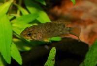 <i>Apistogramma alacrina</i>