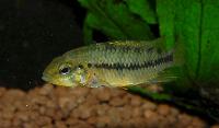 <i>Apistogramma alacrina</i>