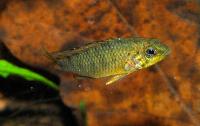 <i>Apistogramma alacrina</i>