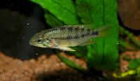 <i>Apistogramma alacrina</i>