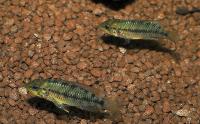 <i>Apistogramma alacrina</i>