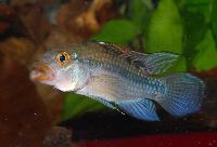 <i>Apistogramma guttata</i>