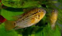 <i>Apistogramma guttata</i>