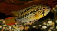 <i>Apistogramma guttata</i>