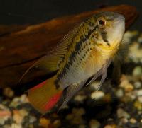 <i>Apistogramma guttata</i>