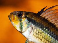 <i>Apistogramma juruensis</i>