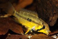 <i>Apistogramma juruensis</i>