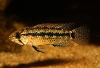 <i>Apistogramma</i> sp. 'parati'