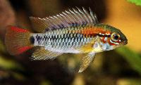 <i>Apistogramma</i> sp. 'viejita/macmasteri'