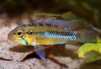 <i>Apistogramma atahualpa</i>