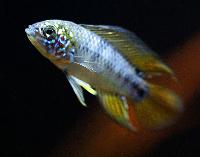 <i>Apistogramma borelli</i>