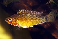 <i>Apistogramma paulmuelleri</i>