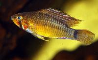 <i>Apistogramma paulmuelleri</i>