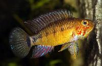 <i>Apistogramma paulmuelleri</i>