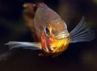 <i>Apistogramma paulmuelleri</i>